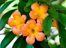THẺ SỐ 44