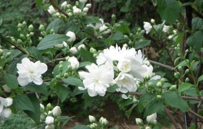 HOA NHÀI