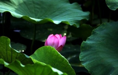 CỬU THI SEN