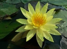 THẺ SỐ 15