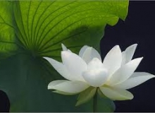 THẺ 76