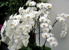 THẺ SỐ 28