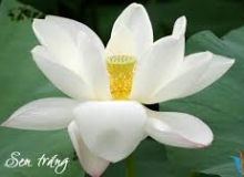 THẺ SÔ 80