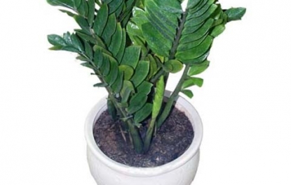 CÂY TÀI LỘC