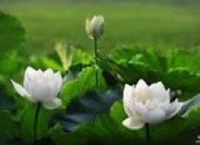 THẺ SỐ 51