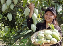 CHÙM THƠ: QUẢ