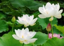 THẺ SỐ 78