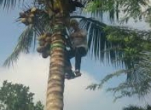 VỊNH CÂY DỪA