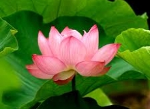 THẺ SỐ 46