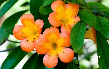 HOA LOA KÈN